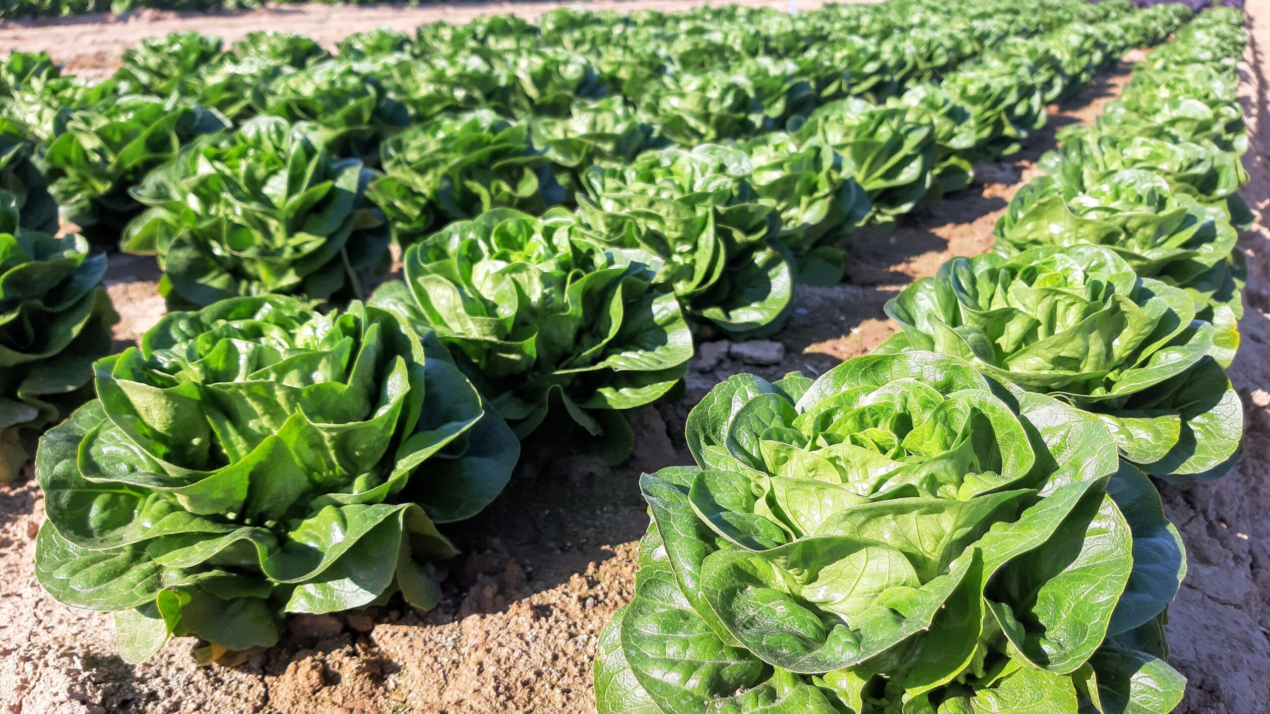 lechugas bioestimulantes|invernadero pimientos almeria bioestimulantes